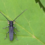 Zylindrischer Walzenhalsbock (Phytoecia cylindrica)