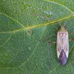 Adelphocoris lineolatus (Gemeine Zierwanze)