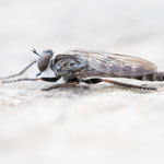Tolmerus pyragra (Kleine Raubfliege)
