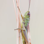 Gemeiner Grashüpfer (Pseudochorthippus parallelus)