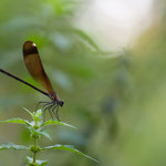 Calopteryx haemorrhoidalis (Bronzene Prachtlibelle)