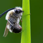 Eucera nigrescens (Mai-Langhornbiene)