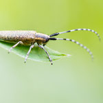 Scheckhorn-Distelbock (Agapanthia villosoviridescens)