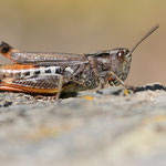 Chorthippus saulcyi moralesi