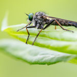 Neoitamus cyanurus (Gemeiner Strauchdieb)