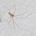 Pholcus phalangioides (Große Zitterspinne)