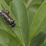 Macrophya punctumalbum (Liguster-Blattwespe)