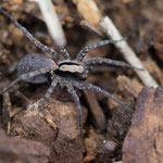 Xerolycosa nemoralis (Waldwolfspinne)