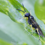 Tenthredo zonula