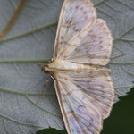 Patania ruralis (Blasser Nesselzünsler)