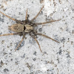 Nomisia sp. (Glattbauchspinne)