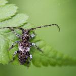 Pogonocherus fasciculatus