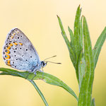 Kronwicken-Bläuling (Plebejus argyrognomon)