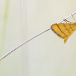 Idaea aureolaria (Goldgelber Magerrasen-Zwergspanner)