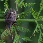Picromerus bidens (Zweizähnige Dornwanze)