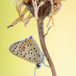 Brauner Feuerfalter (Lycaena tityrus)