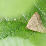 Herminia tarsicrinalis (Braungestreifte Spannereule)