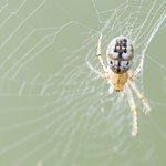 Mangora acalypha (Streifenkreuzspinne)
