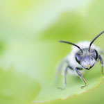 Andrena cineraria (Graue Sandbiene)