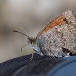 Schweizer Schillernder Mohrenfalter (Erebia tyndarus)