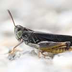 Cottischer Grashüpfer (Stenobothrus cotticus)