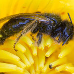 Panurgus sp. (Zottelbiene)