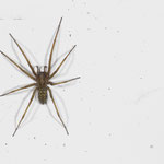 Eratigena atrica (Große Winkelspinne)