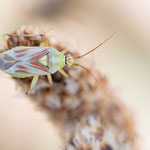 Calocoris roseomaculatus (Rotgefleckte Weichwanze)