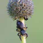 Pellenes tripunctatus (Kreuz-Schneckenspringer)