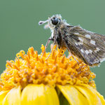 Komma-Dickkopffalter (Hesperia comma)