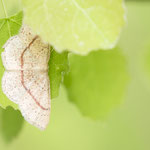 Cyclophora punctaria (Gepunkteter Eichen-Gürtelpuppenspanner)