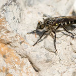 Cyrtopogon fulvicornis (Nachtwächter-Makelfliege)