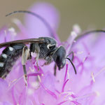 Furchenbiene (Lasioglossum costulatum)