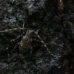 Mesosa myops