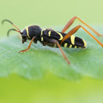 Widderbock (Clytus arietis)