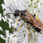 Tenthredo schaefferi