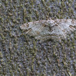 Paradarisa consonaria (Glattbindiger Rindenspanner)