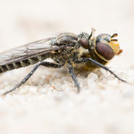 Gemeiner Grauwicht (Lasiopogon cinctus)