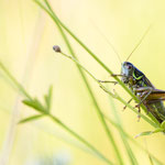 Roesels Beißschrecke (Roeseliana roeselii)