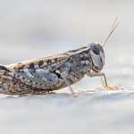 Italienische Schönschrecke (Calliptamus italicus)