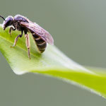 Furchenbiene (Lasioglossum sp.)