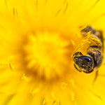 Lasioglossum sp. (Furchenbiene)