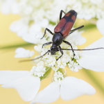 Zweibindiger Schmalbock (Stenurella bifasciata)