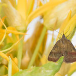 Phytometra viridaria (Kreuzblumen-Bunteulchen)