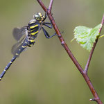 Cordulegaster boltonii (Zweigestreifte Quelljungfer)