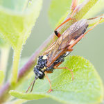 Tenthredopsis sp.