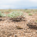 Angaracris barabensis