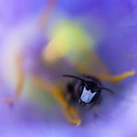 Maskenbiene (Hylaeus sp.)