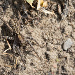 Alopecosa accentuata (Wolfsspinne)