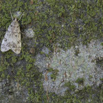 Eudonia lacustrata